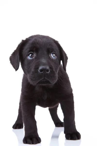 Verlegen weinig labrador puppy — Stockfoto