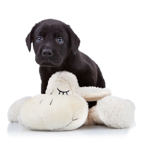 Cãozinho labrador brincalhão — Fotografia de Stock