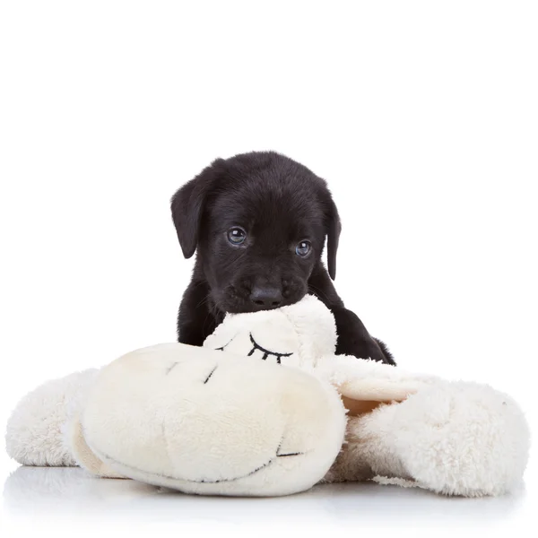 stock image Puppy chewing on a toy