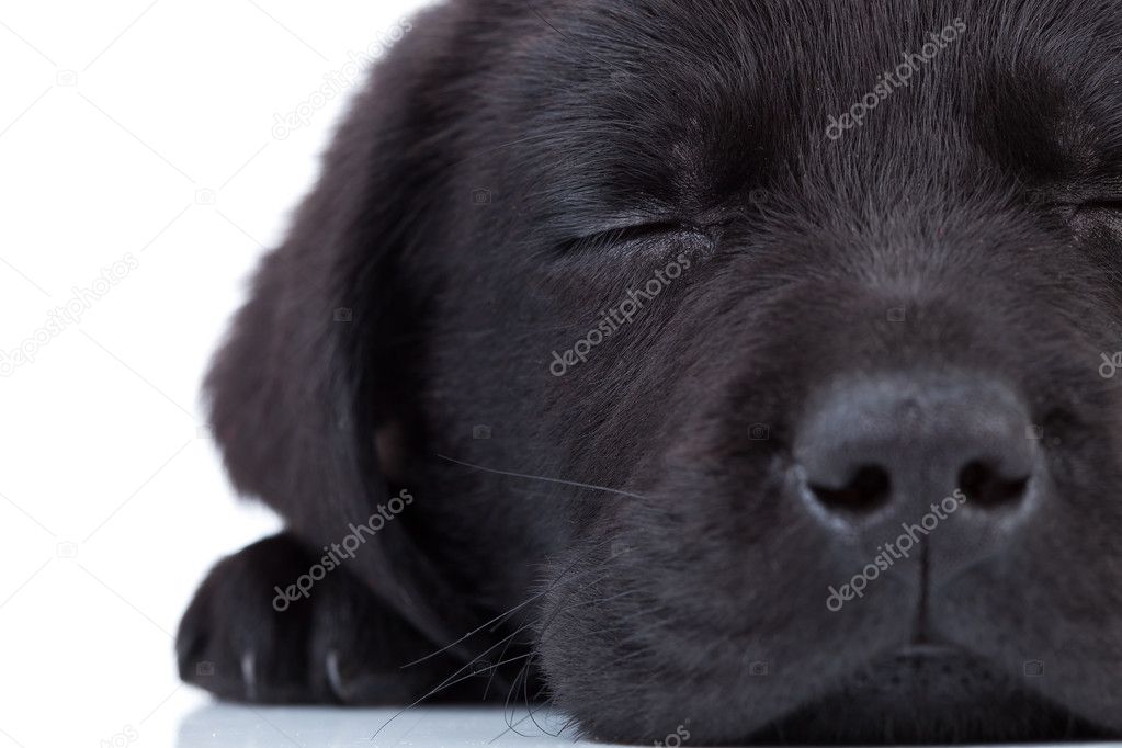 Labrador retriever sleeping