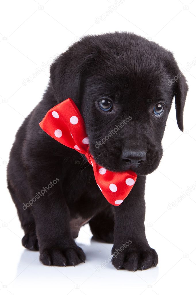 Handsome black puppy