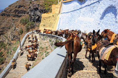 Donkeys from Santorini clipart