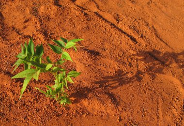 Lonely plant on red soil clipart