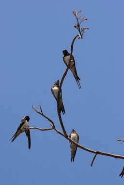 Swallows clipart