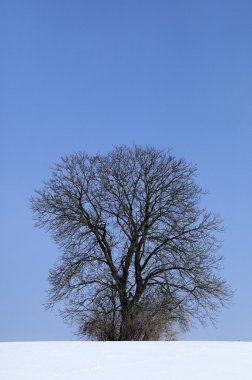 Kışın yalnız yapraksız ağaç