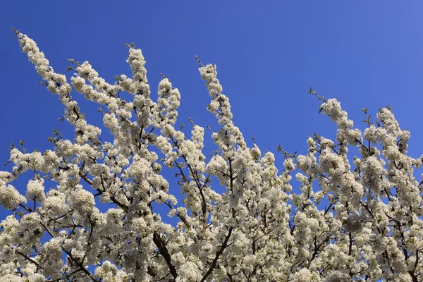 Körsbärsträd i blom — Stockfoto