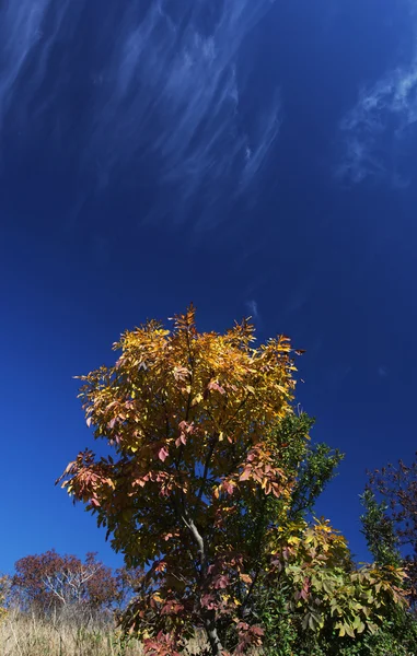 Busch im Herbst — Stockfoto