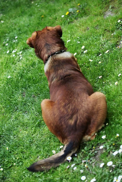 Cane sdraiato sull'erba — Foto Stock