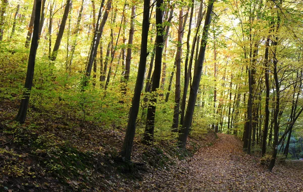 Sendero a través del bosque de otoño — Foto de Stock