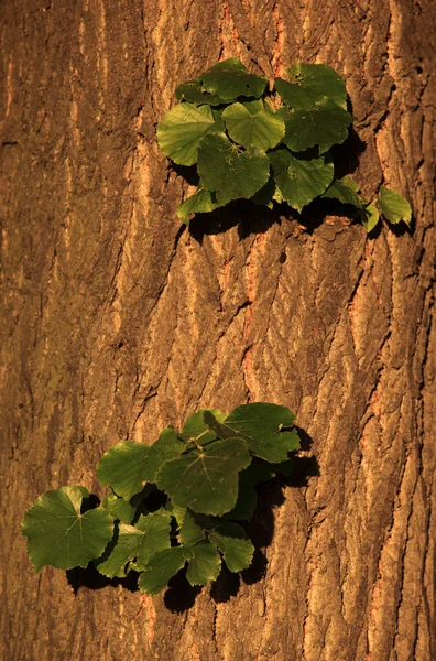 Tronco de árvore com folhas — Fotografia de Stock