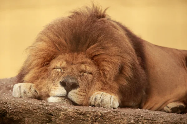 León durmiente — Foto de Stock