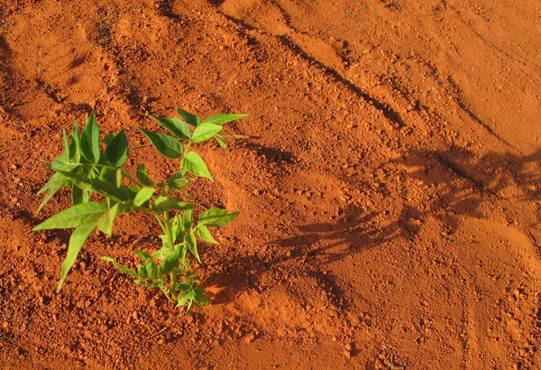 Plante solitaire sur sol rouge — Photo