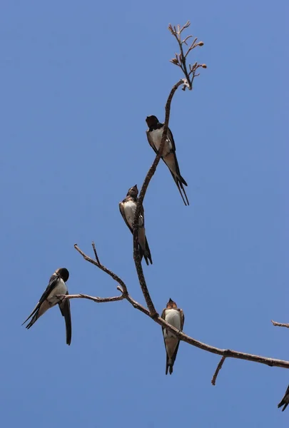 Stock image Swallows