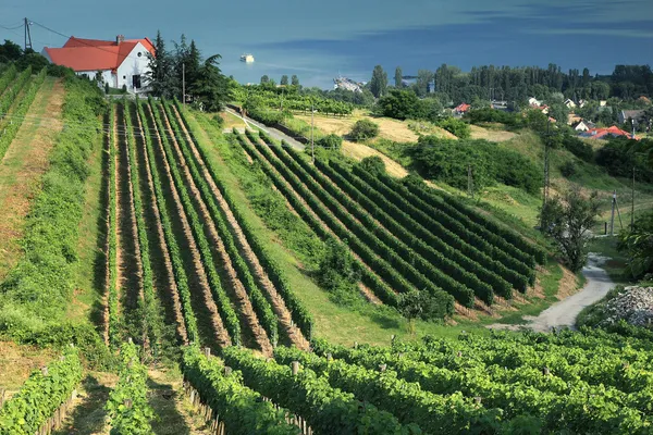 stock image Vineyard