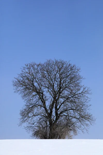 Árbol solitario sin hojas en invierno — Foto de Stock