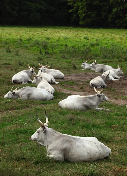 Hongaarse grijs cattles — Stockfoto
