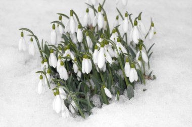 Snowdrop flowers growing through snow clipart