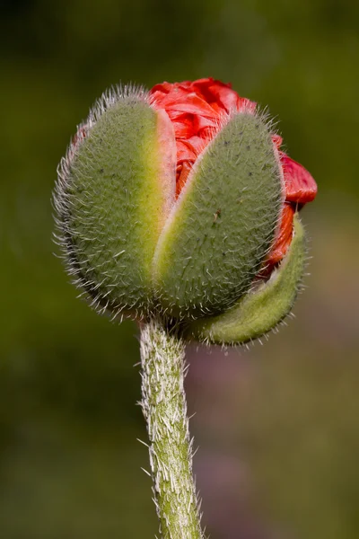 Czerwony Mak pączek kwiatu otwarcie wczesną wiosną — Zdjęcie stockowe