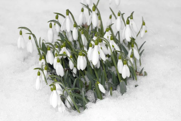 Flores de neve crescendo através da neve — Fotografia de Stock