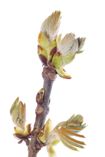 Färsk våren trädgren med spirande blad — Stockfoto