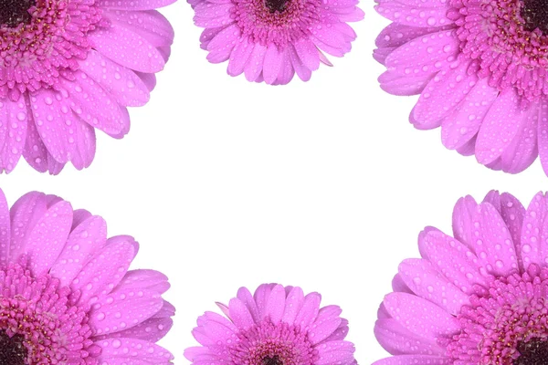 Flor de gerbera rosa isolada em branco — Fotografia de Stock