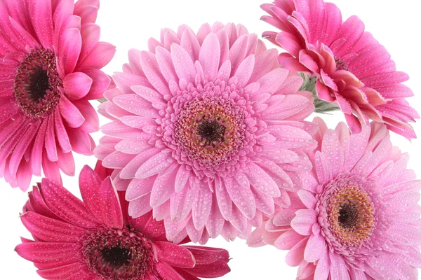 Pembe gerbera çiçekleri beyaz izole — Stok fotoğraf