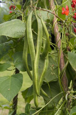 Runner bean plants growing outdoors clipart