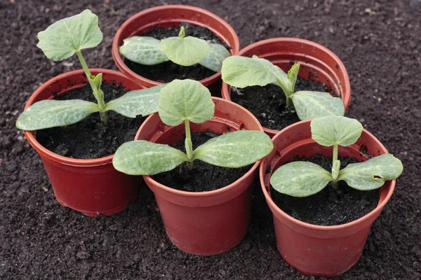 Plantaardige zaailingen close-up groeien in potten in het voorjaar van — Stockfoto