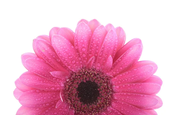白に孤立したピンクのガーベラの花 — ストック写真