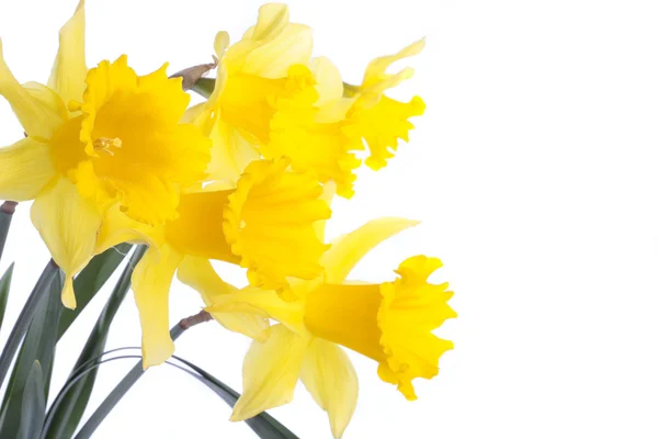 Spring daffodil flowers isolated over white — Stock Photo, Image