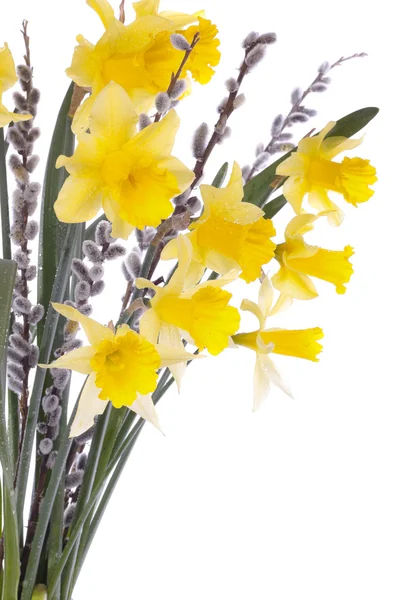 春の水仙の花を白で隔離 — ストック写真