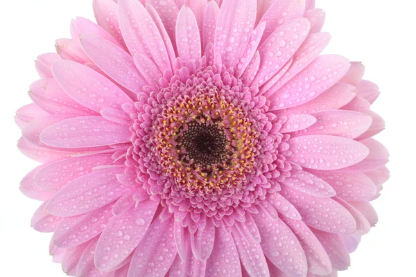 Roze gerbera bloem geïsoleerd op wit — Stockfoto