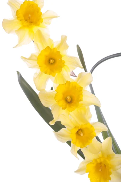 Flores de narciso de primavera aisladas sobre blanco — Foto de Stock