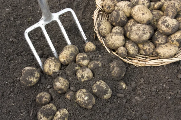Bunch of potatoes dug out of ground — Stock Photo, Image