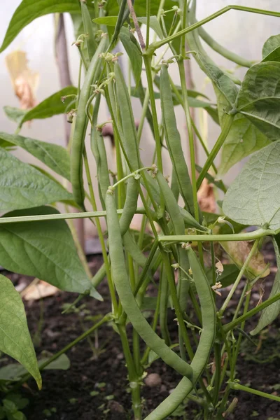 Green beans plants with ripe crop — Stock Photo, Image