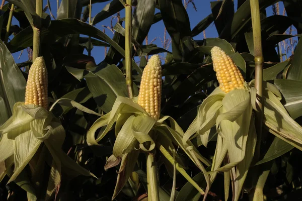 Ripe corn growing in rural field — Stock Photo, Image