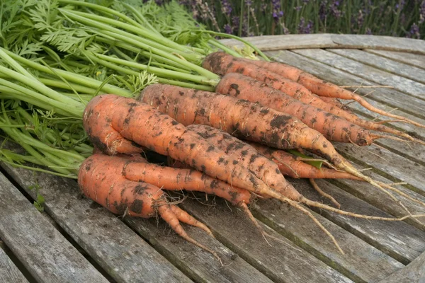 Grappolo di carote biologiche appena raccolte sul tavolo da giardino — Foto Stock