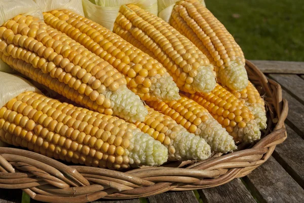 Ramo de maíz maduro en la cesta — Foto de Stock