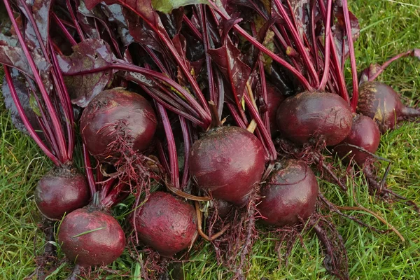 Frisch gepflücktes Rote-Bete-Gemüse — Stockfoto