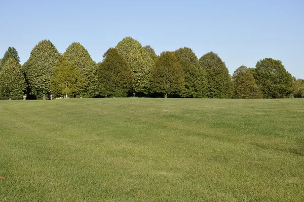 Grande área de grama com fileira de árvores — Fotografia de Stock