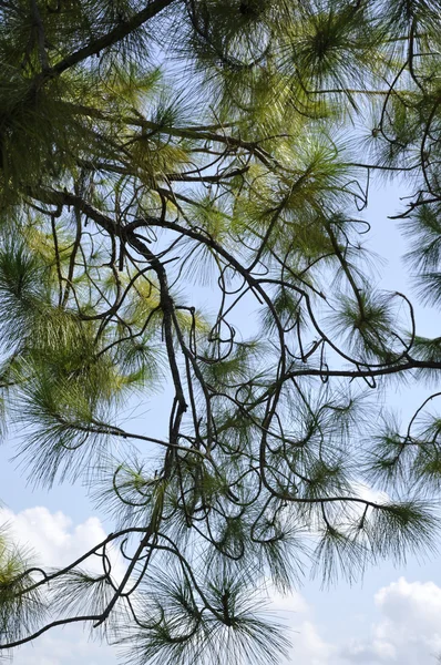 Sosna drzewo gałąź streszczenie — Zdjęcie stockowe