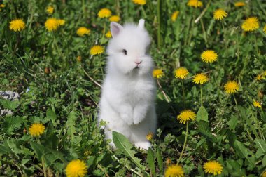 Little bunny grazing clipart