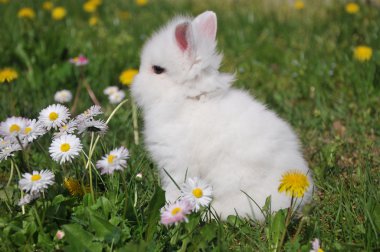 Sarı çiçekleri beyaz tavşan