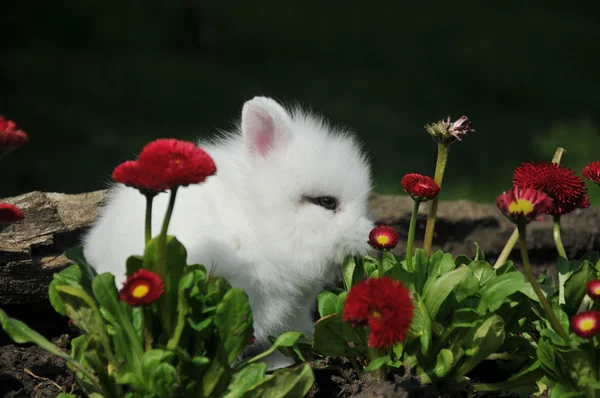 Weißes Kaninchen in roten Blüten — Stockfoto
