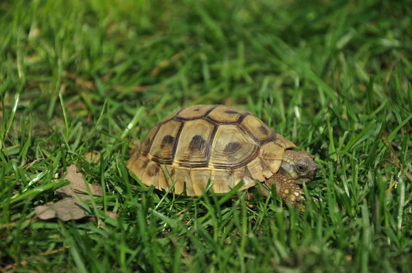Forest turtle — Stock Photo, Image