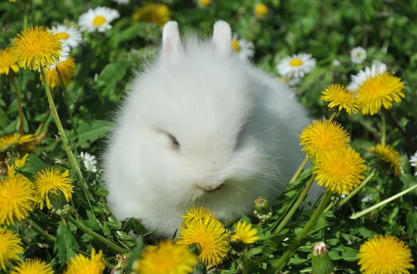 Mały króliczek wypas — Zdjęcie stockowe