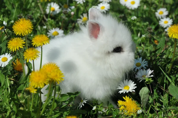 Weißes Kaninchen in den gelben Blüten — Stockfoto
