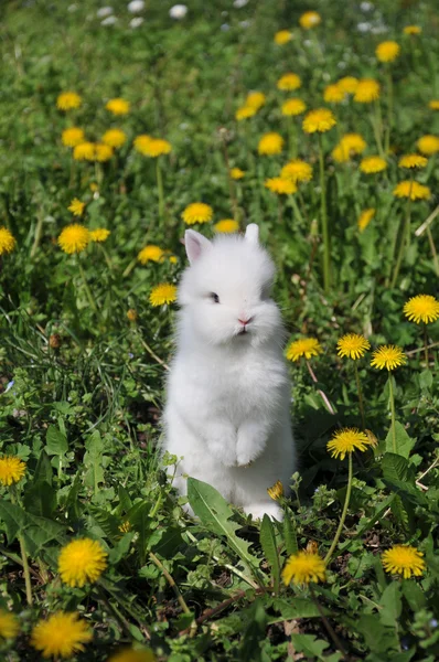 stock image White rabbit in the yellow flowers