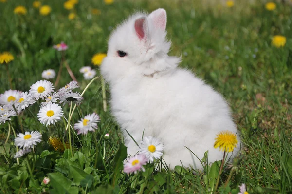 stock image White rabbit in the yellow flowers