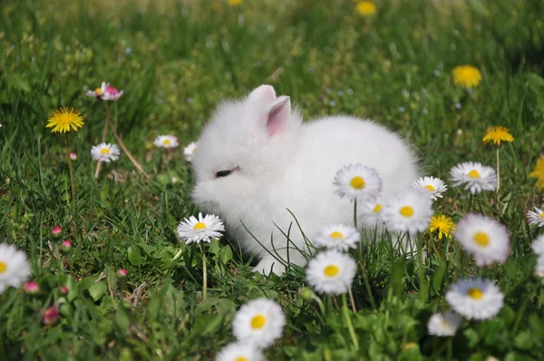 White rabbit in the yellow flowers — Stock Photo, Image
